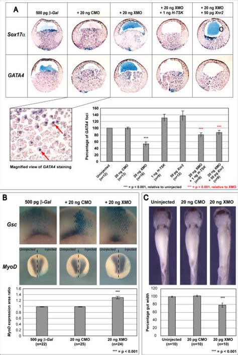 (A) In situ hybridization of endoderm markers, Sox17α (upper row), and ...