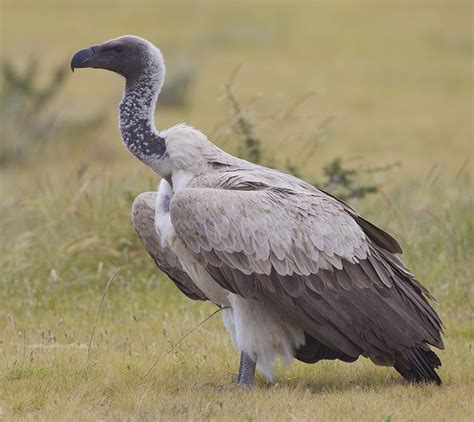 White-backed Vulture : Ecosystems-Decomposer= Destruction