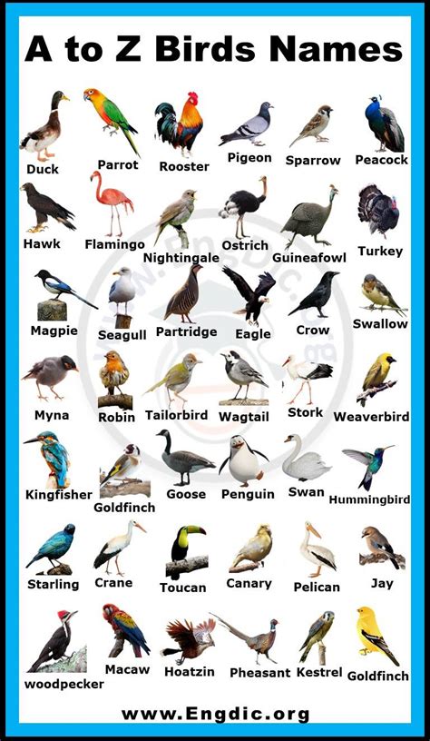 Birds Names list with Pictures in English- Download PDF - EngDic