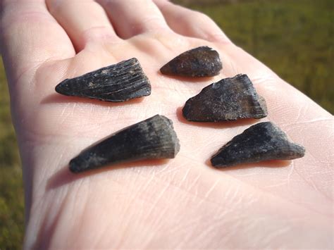 Five Extra Large Barracuda Teeth | Recently Sold | FOSSILS ...