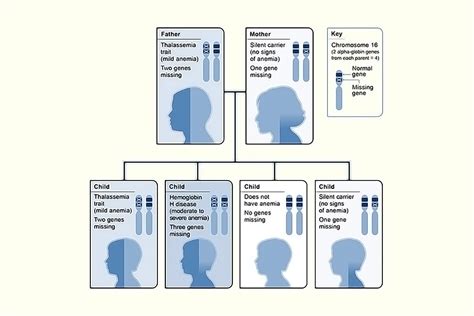 How Is Alpha Thalassemia Inherited? - StoryMD