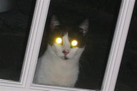 Why Do Cats' Eyes Glow At Night? | A Moment of Science - Indiana Public ...