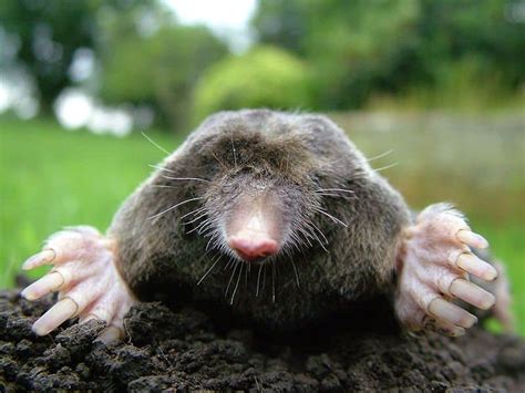 Picture 1 of 4 - Mole (Talpidae) Pictures & Images - Animals - A-Z Animals