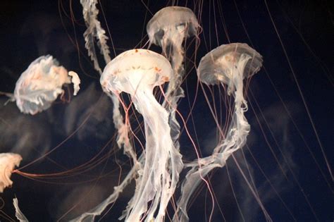 Do Jellyfish Have Brains? How Do They Function Without A Heart Or Brain?