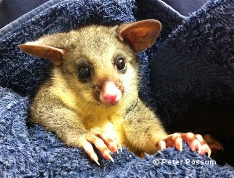 Can you rear a baby possum? | Blog | Peter the Possum & Bird Man