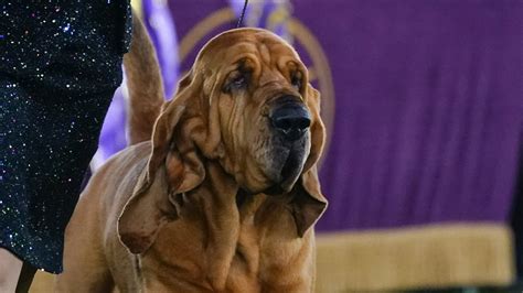 Bloodhound wins best in show at Westminster. Here's what to know about the breed : NPR