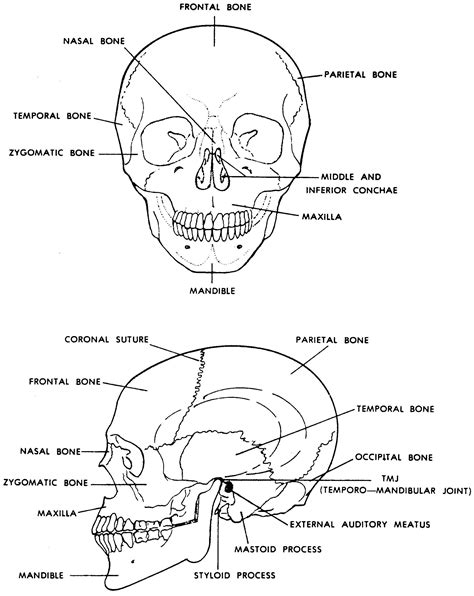 Images 04. Skeletal System | Basic Human Anatomy