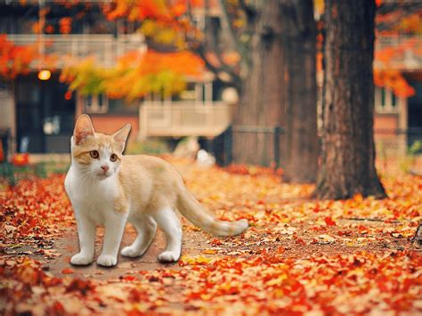 Autumn Cat Wallpapers - Top Free Autumn Cat Backgrounds - WallpaperAccess