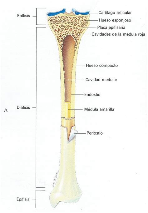 LÁMINAS PROFESOR JANO: LÁMINAS HUESOS - 1