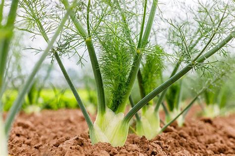 6 Companion Plants for Fennel (With Pictures) | House Grail