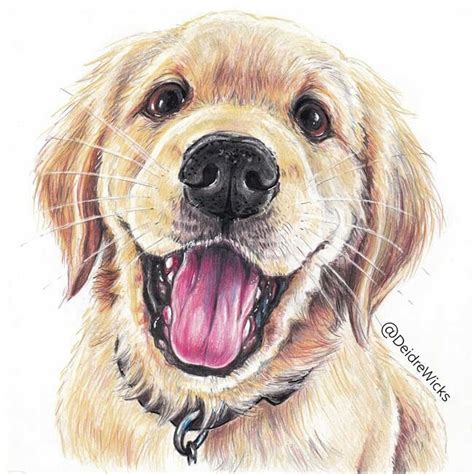 dog colour pencil drawing - Shag Weblogs Photographic Exhibit