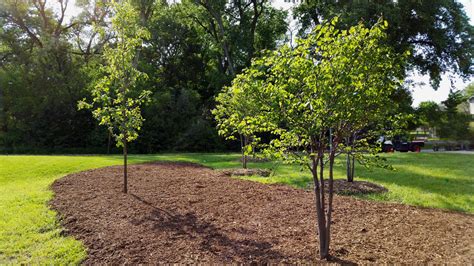 Plant Clump Redbud by Quail Hollow Park (Black Elk Park II) Omaha, NE ...