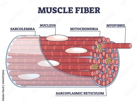 Muscle fiber structure and inner parts anatomical description outline ...