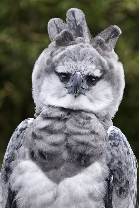 I took this photo at the San Diego Zoo. Unfortunately this young Harpy Eagle, who was used as a ...