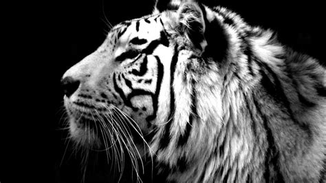 White Tiger Wallpapers HD - Wallpaper Cave