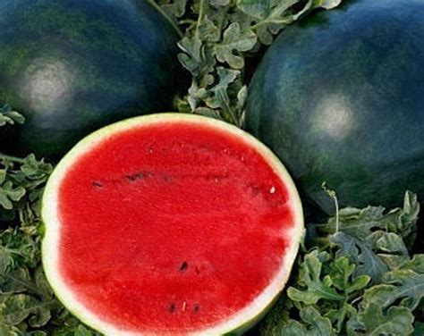 Florida Giant Watermelon Seeds - Etsy