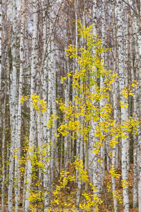 Fall colors near Fairbanks, Alaska | Photos by Ron Niebrugge