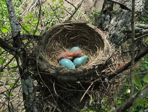 Smithsonian Insider – Bird nests: Variety is Key for the world’s avian ...