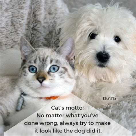 Cats vs Dogs quotes and funny sayings for your beloved pets