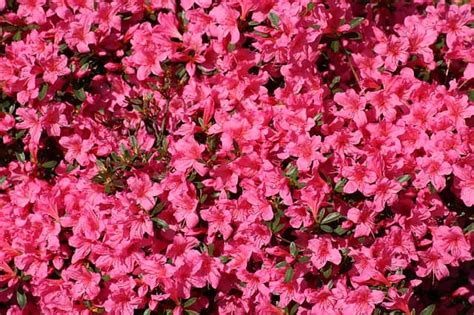 How to Grow Azalea Flowers - Gardening Channel