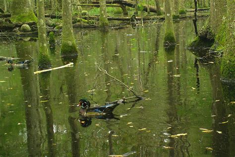 Wood Duck - Big Thicket National Preserve (U.S. National Park Service)