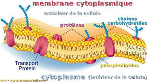 Membrane cytoplasmique : définition et explications