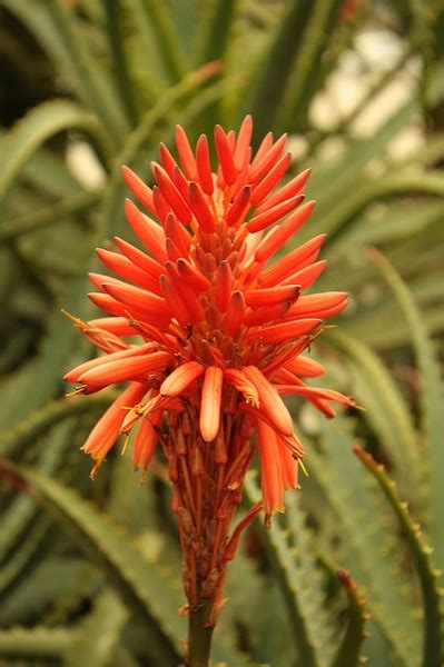 Aloe vera (Aloe, Aloe Vera, Barbados Aloe, Medicinal Aloe, Medicine ...