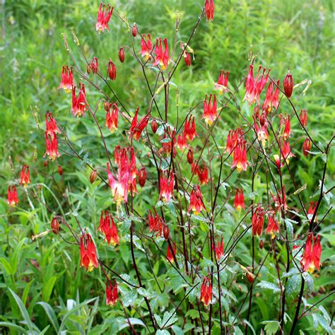 Red columbine (Aquilegia canadensis) – Wild Seed Project Shop