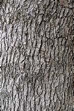 White Oak Bark: Uses and Benefits