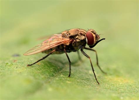 Fly predator stock photo. Image of insecticide, housefly - 16131826