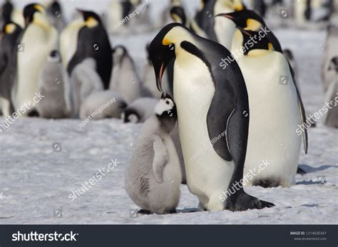 8,763 Penguin feeding baby Images, Stock Photos & Vectors | Shutterstock