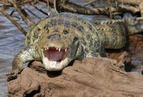 Broad-Snouted Caiman facts, pictures, videos and more - Crocodile Facts