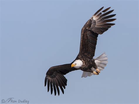 Adult Bald Eagle In Flight – Feathered Photography