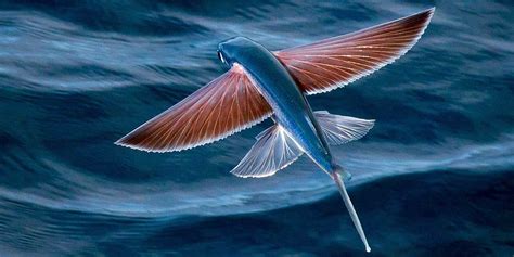 Flying fish – unusual fish | DinoAnimals.com