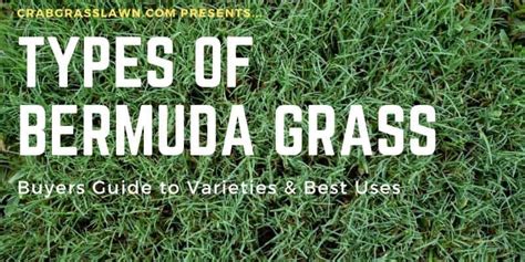 Types of Bermuda Grass and Best Bermuda Grass Seed for Lawn, Hay & Golf ...