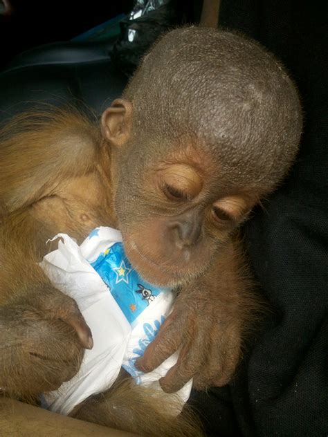 SOCP confiscates another illegal pet orangutan from Tripa - Orangutan ...