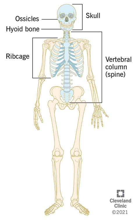 Skeleton Anatomy Diagram