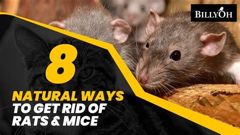 8 Natural Ways to Get Rid of Rats & Mice Without Harming Them – Humane ...