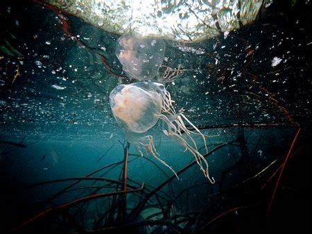 Box Jellyfish Sting Facts | Deadliest Sting