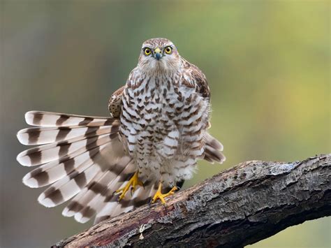 Sparrowhawk Hunting (Behaviour, Prey, Techniques + FAQs) | Birdfact