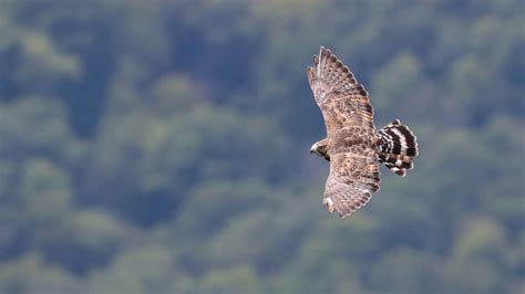 Hawk Watch - Grandfather Mountain