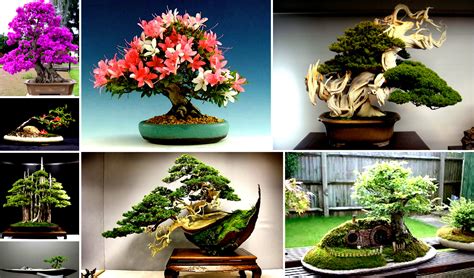 Bonsai Tree History – Everything Bonsai Related