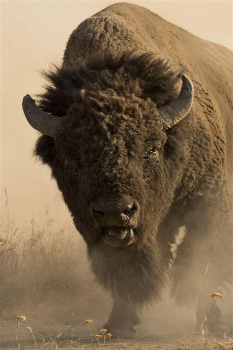 Buffalo - Arcelia Silvia