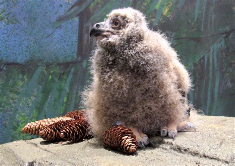 National Aviary Welcomes Baby Eurasian Eagle Owl | 90.5 WESA