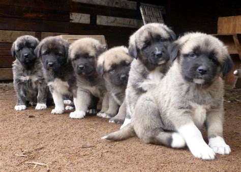 Shepherds Rest Farm: Anatolian Shepherd Puppies 4 1/2 Weeks Old