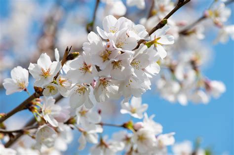 White Cherry Blossom Tree · Free Stock Photo