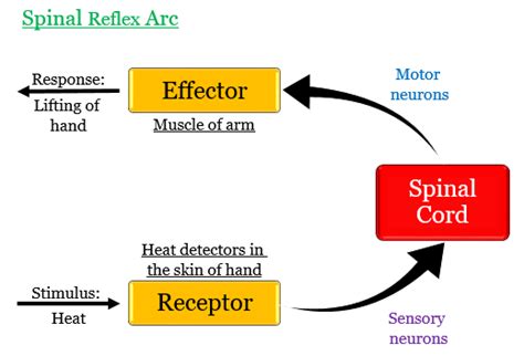 a What is a reflex action Explain with the help of - Tutorix