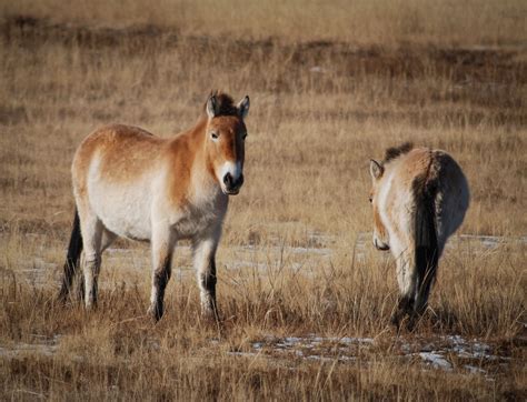 Where can I see the Przewalski's Horse in the wild