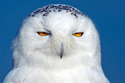 Owl, snowy owl, bird, predator, eyes wallpaper | other | Wallpaper Better