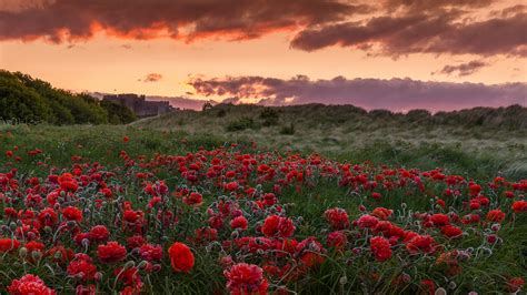 field, poppies, flowers Wallpaper, HD Nature 4K Wallpapers, Images and Background - Wallpapers Den